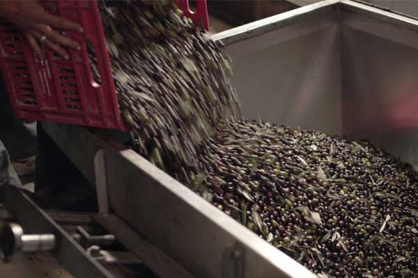 Olive Trade assessed and certified as meeting the requirements of ISO 22000:2005