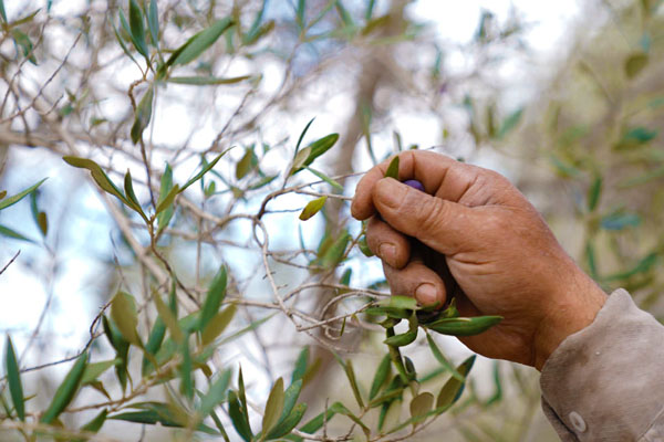 Olive Harvesting Best Practices